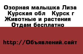 Озорная малышка Лиза - Курская обл., Курск г. Животные и растения » Отдам бесплатно   